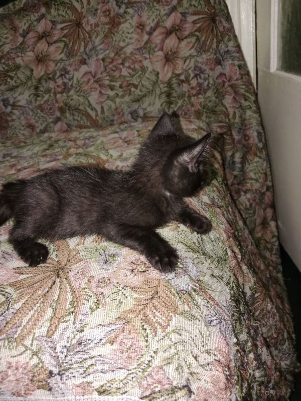 Котята домашние одам не дорого