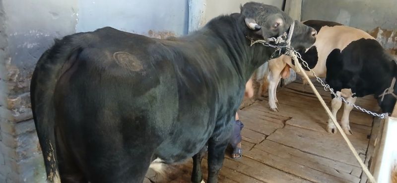 Buqala sotiladi tayyor qurbon haitga Buqala sotiladi tayyor qurbon haitga