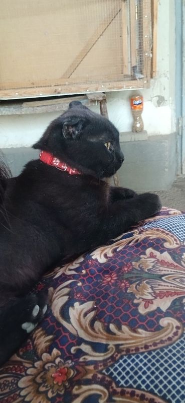 Scottish fold qora mushuk
