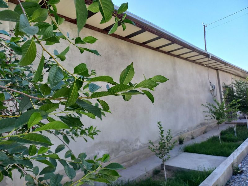 Hovli sotiladi. Shahrisabz Pedagogika instituti orqasida