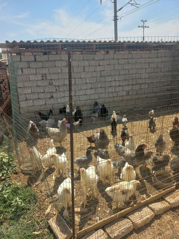 Продаются куры цыплята