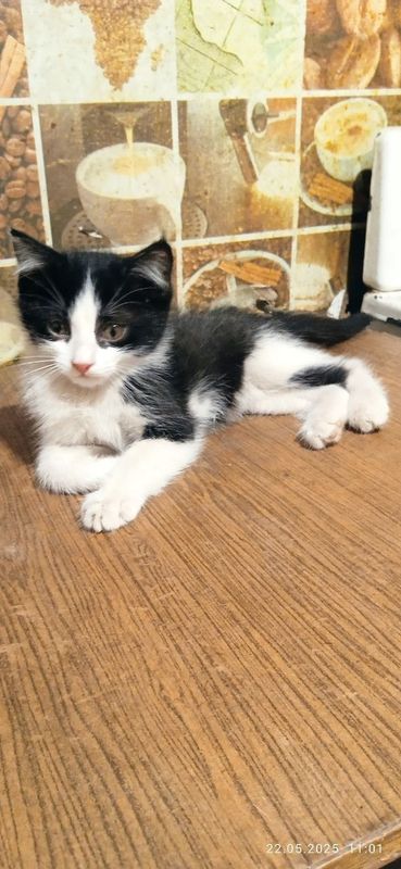 Бесплатно отдам котят в добрые руки! Бесплатно отдам котят в добрые руки!
