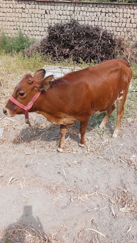 mol sotiladi sog‘lom mol sotiladi sog‘lom