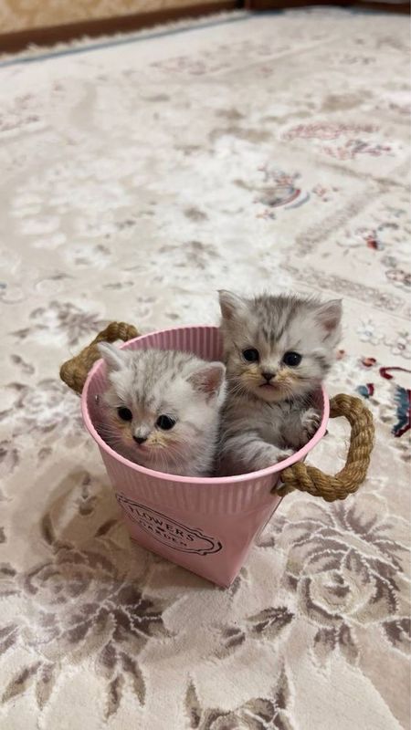 Котята Скоттиш Страйт чистокровные Котята Скоттиш Страйт чистокровные