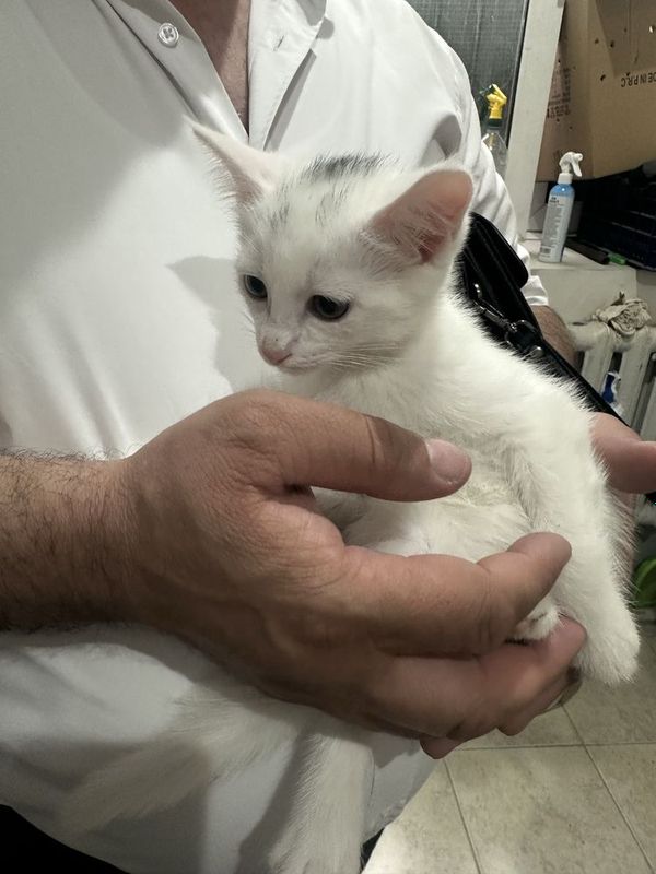 Mushukcha Angora Mushukcha Angora