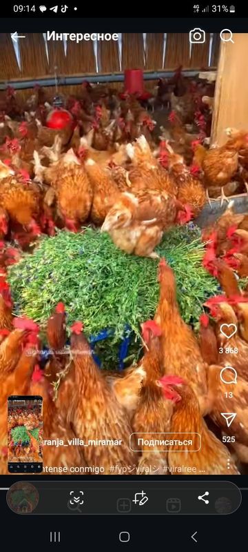 Продаю куры ломан браун. Tovuqlar soyiladi.