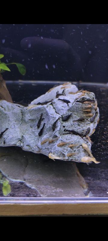 Ansitrus super red malyoklari