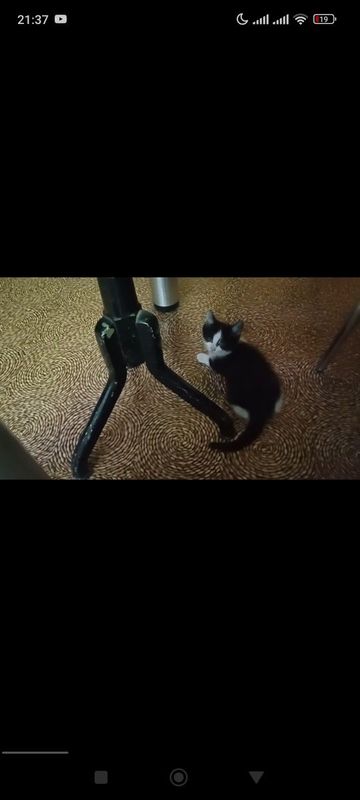 Отдам бесплатно котят Отдам бесплатно котят