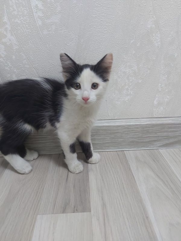 3 oylik mushuklar xadyaga 3 oylik mushuklar xadyaga