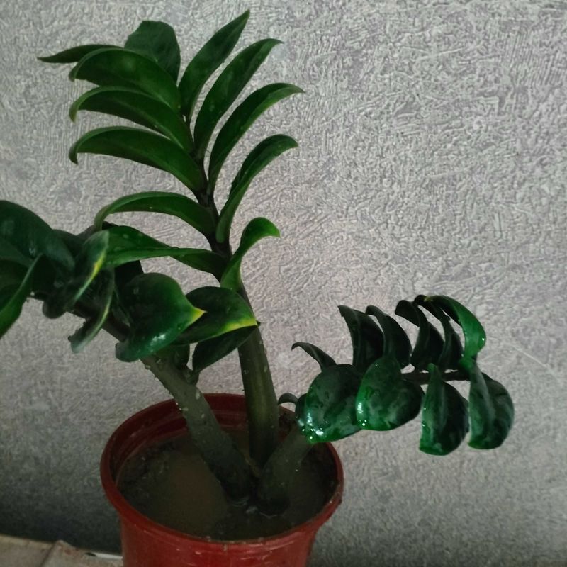 Замиакулькас Зензи Замиакулькас Зензи