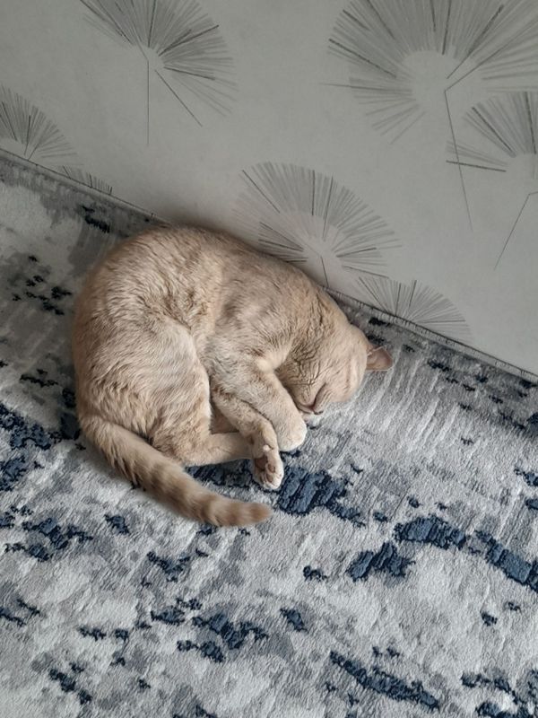 Mushuk ogil bola Mushuk ogil bola
