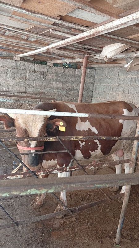 Buqa sotiladi 200kg chiqadi Buqa sotiladi 200kg chiqadi