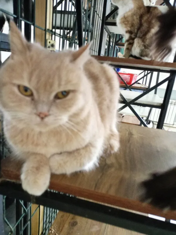 Кошки в добрые руки Кошки в добрые руки