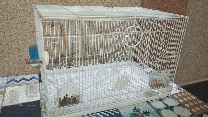 Попугай с клеткой + игрушки и корм всё вместе Попугай с клеткой + игрушки и корм всё вместе