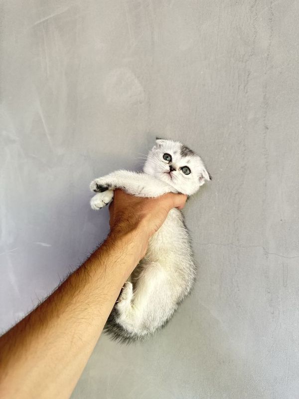 Продаются котята шиншиллы Продаются котята шиншиллы
