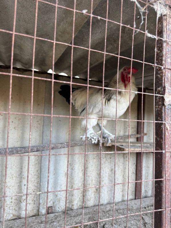 Xòroz sotiladi birama