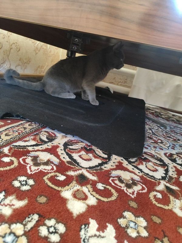 Koshka mushu birtanski 3 yosh aqli mushu erkak Koshka mushu birtanski 3 yosh aqli mushu erkak