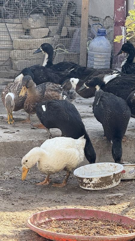 O’rdak 3 oyliq sog’lom O’rdak 3 oyliq sog’lom