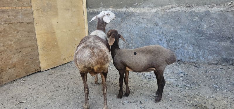 Ona bola bolasi urgochi Ona bola bolasi urgochi