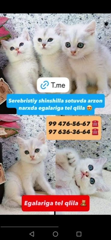 Shinshilalar sotiladi qoni toza Shinshilalar sotiladi qoni toza