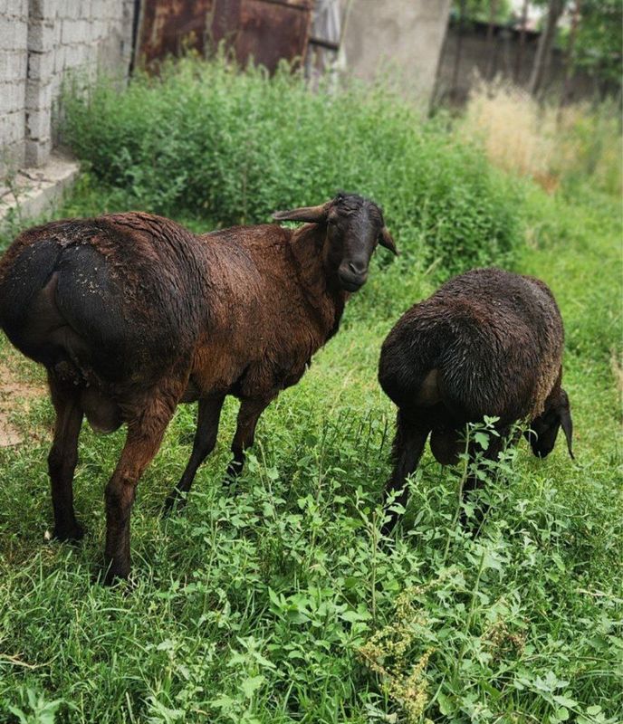 Курбон хайити учун кой (qoy qurbon xayiti uchun) Курбон хайити учун кой (qoy qurbon xayiti uchun)