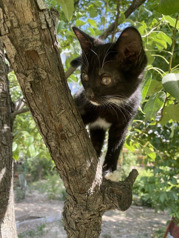 Котёнок девочка. Вакцинирована Котёнок девочка. Вакцинирована