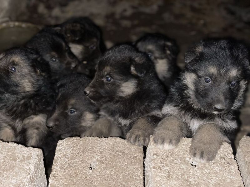 Чистокровные немецкие щенята овчарки. 1 месяц. 1 мальчик и 5 девочек