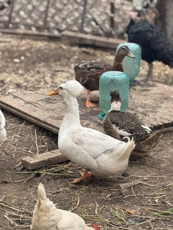 Пекинский ordaklar sotiladi Пекинский ordaklar sotiladi