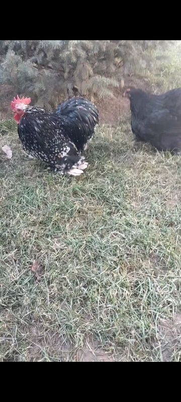 Karlik kox tuxumlari sotiladi Karlik kox tuxumlari sotiladi