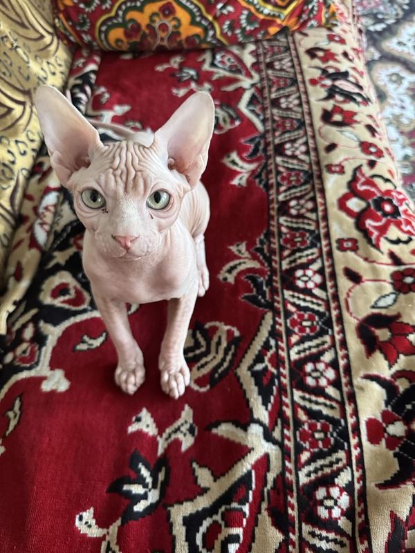 котенок канадский сфинкс котенок канадский сфинкс