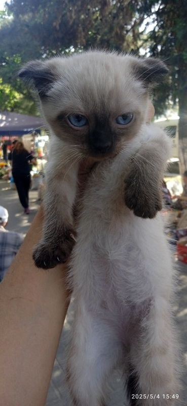 Продаётся котёнок скоттиш фолд Продаётся котёнок скоттиш фолд
