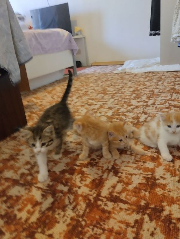Красивые котята . Красивые котята .