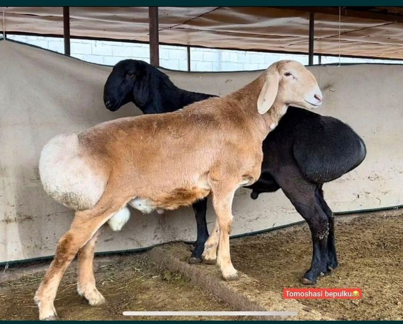 Uyda boqilgan qochqorlar bor Uyda boqilgan qochqorlar bor