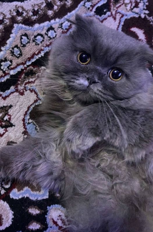 Мушук Шатлантический крот