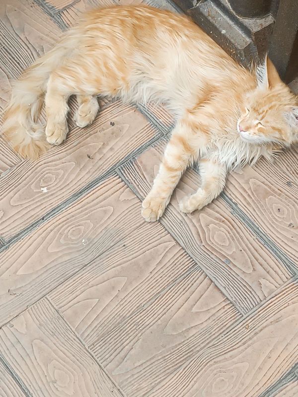 Отдам кошку домашний очень послушный мальчик. Отдам добрых руках беспл Отдам кошку домашний очень послушный мальчик. Отдам добрых руках беспл