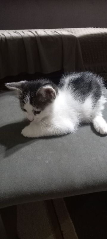 Котята бесплатно даром Котята бесплатно даром