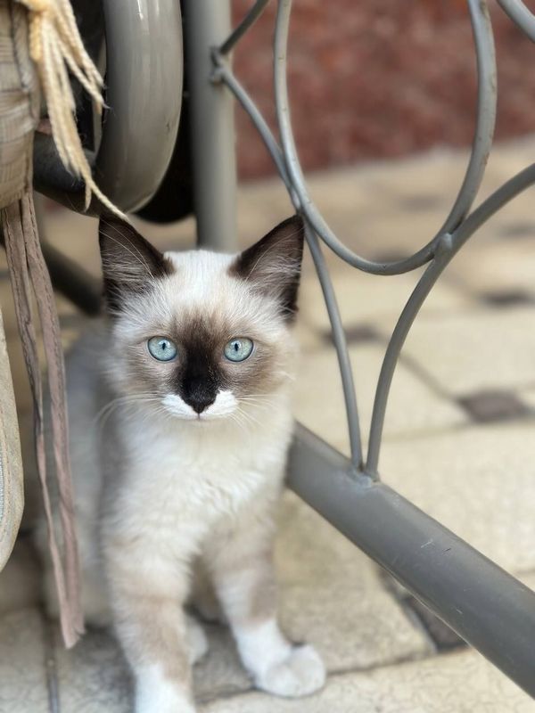Котенок Сиамский-Рэгдолл породы