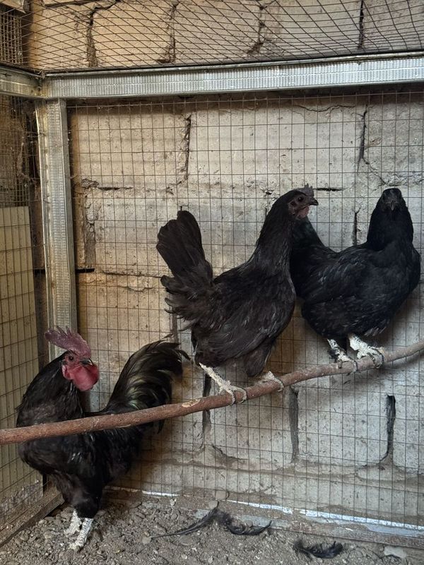 Uxeyul va ayam semani tovuq xo’rozlar sotiladi Uxeyul va ayam semani tovuq xo’rozlar sotiladi