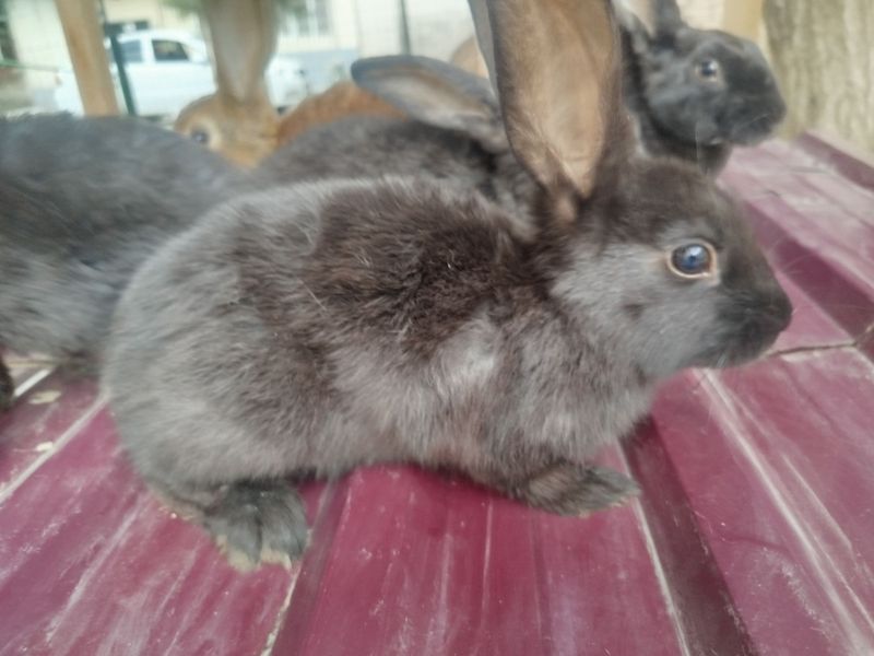 Quyon sotiladi rex zotli 6 ta bor Quyon sotiladi rex zotli 6 ta bor