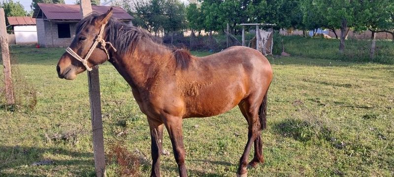От сотилади 2 ёш От сотилади 2 ёш