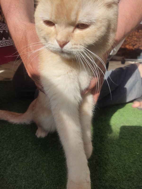 Scottish fold кошка Scottish fold кошка