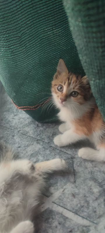 Отдам котят ,кто-то принес под дом,незнаеи куда их деть Отдам котят ,кто-то принес под дом,незнаеи куда их деть