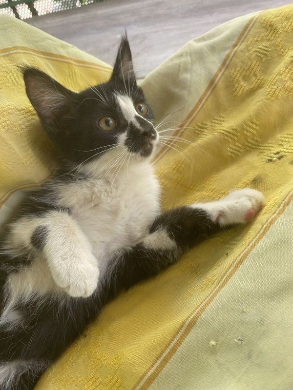 Котёнок девочка. Вакцинирована Котёнок девочка. Вакцинирована