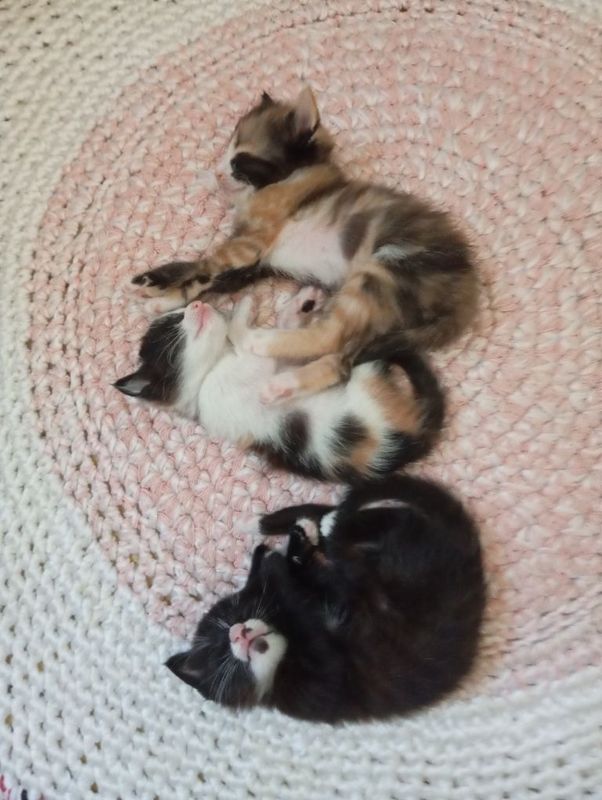 Отдаю котят хорошим людям.