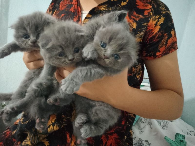 Котята британцы. Котята британцы.