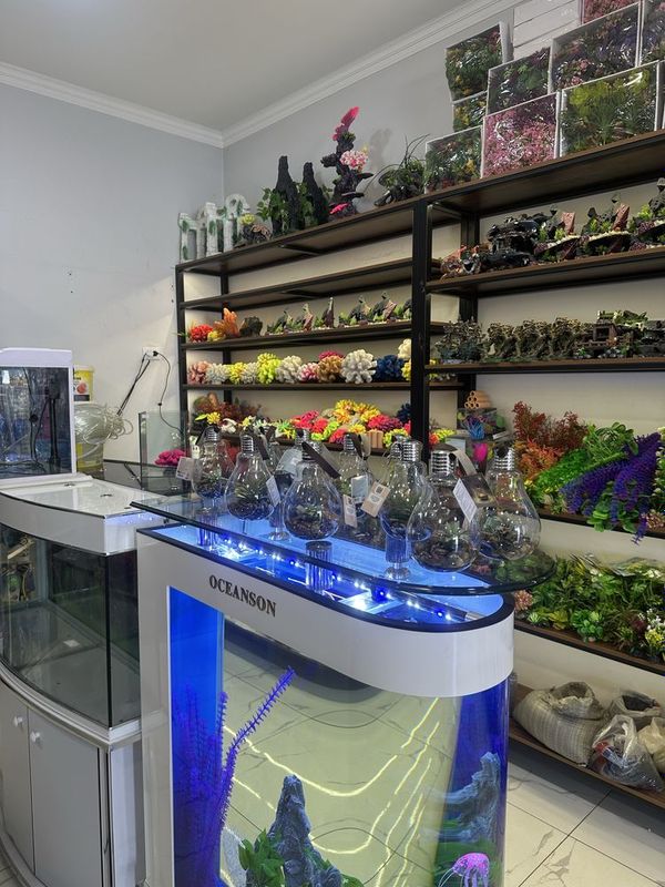 Baliq va Akvarium Baliq va Akvarium