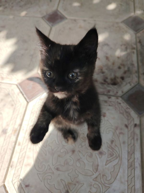 Кошка пишакча мушукча Кошка пишакча мушукча