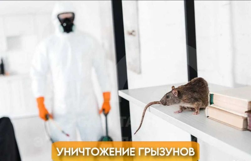 Dezinfeksiya kalamush sichqon | Дезинфекция крыс мышей сичкон | DezUz2 Dezinfeksiya kalamush sichqon | Дезинфекция крыс мышей сичкон | DezUz2