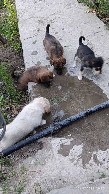 Kuchuk bolalari mehribon qo'llarga beramiz Kuchuk bolalari mehribon qo'llarga beramiz