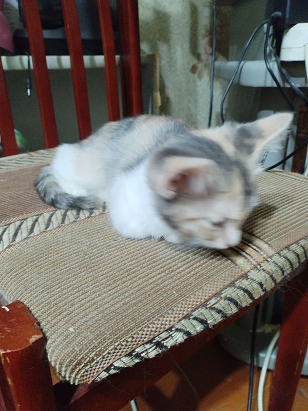 Котята бесплатно Котята бесплатно